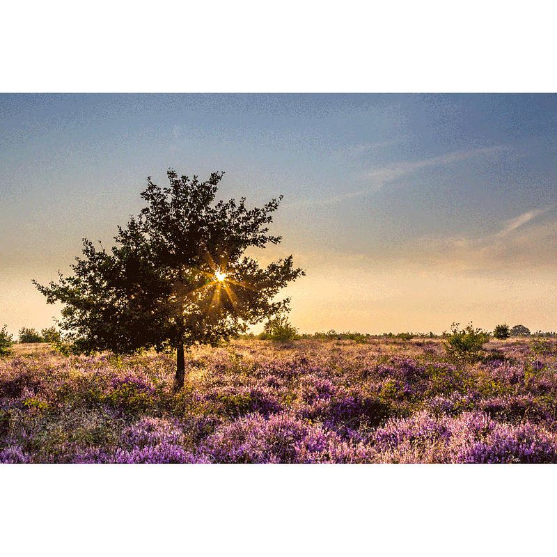 Foto van Inductiebeschermer - heide - 81,6x52,7 cm