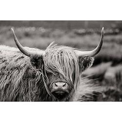 Foto van Spatscherm highlander black-white - 70x50 cm