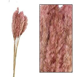 Foto van Pampas pluim - roze - 70 cm - leen bakker