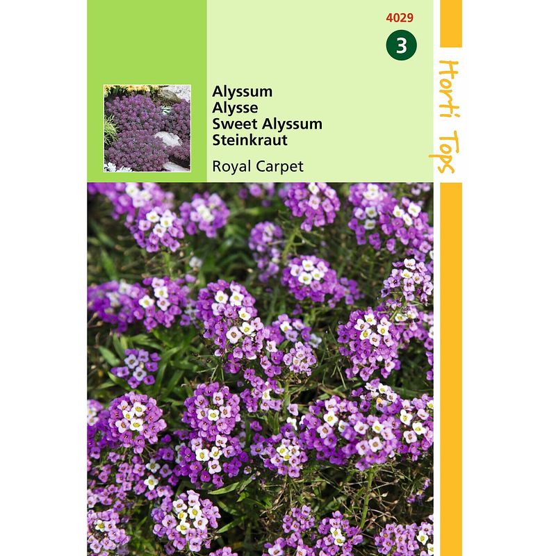 Foto van 2 stuks - hortitops - alyssum lobularia mar. procumbens royal carpet