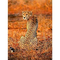 Foto van Wizard+genius leopard safari vlies fotobehang 192x260cm 4-banen