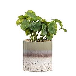 Foto van Kunstplant hydrocotyle in pot - groen - 30 cm - leen bakker