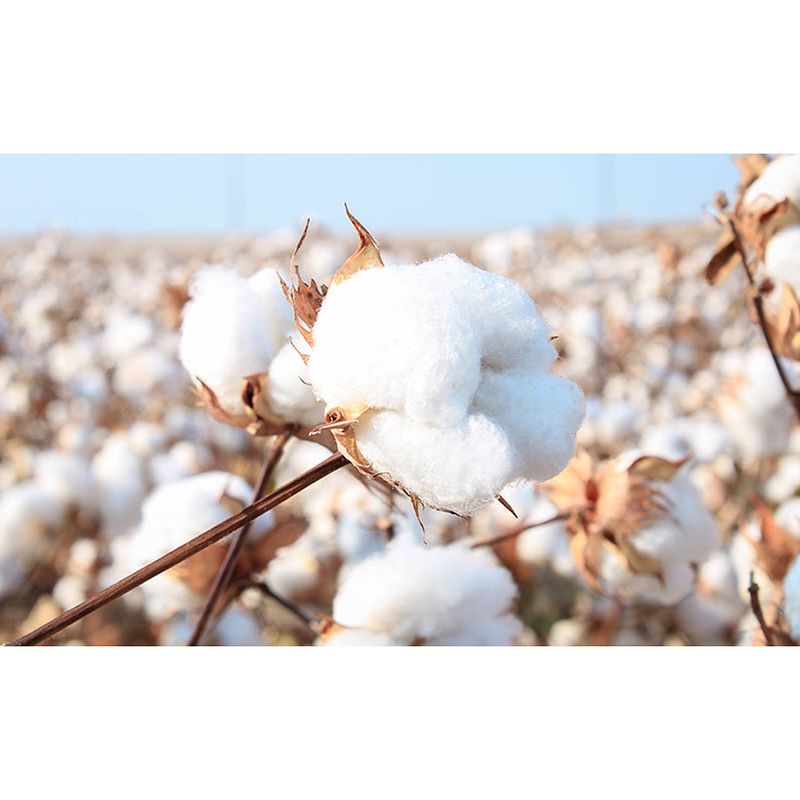 Foto van Inductiebeschermer - cotton field - 80x55 cm