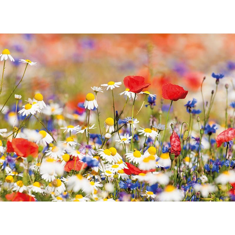 Foto van 2 stuks tuinschilderij wild flower mixed 50x70cm