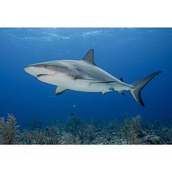Foto van Inductiebeschermer - shark - 91.6x52.7 cm