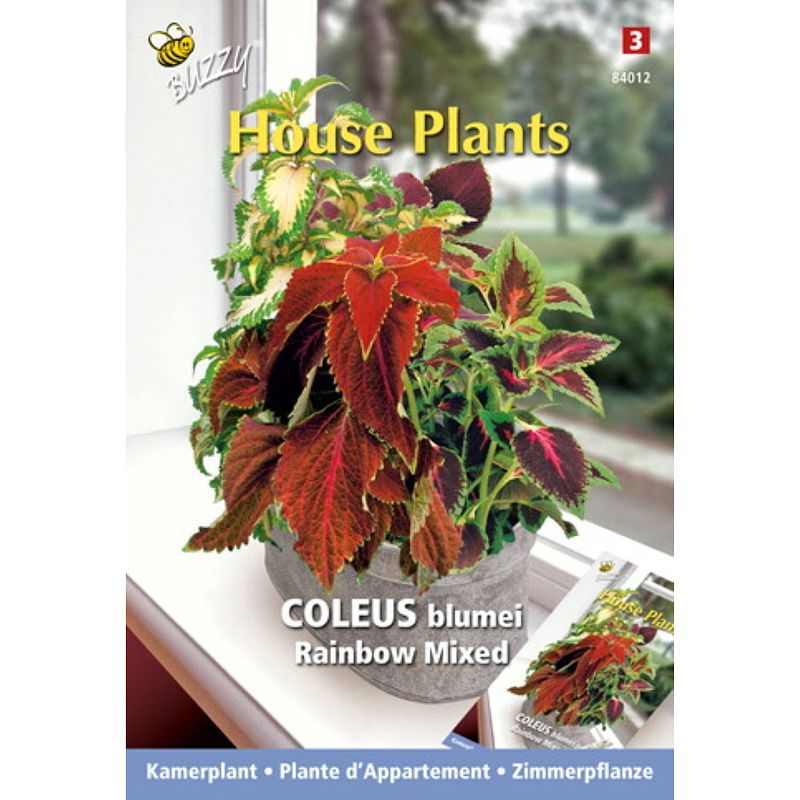 Foto van 3 stuks - buzzy - house plants coleus rainbow mix