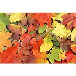 Foto van Dimex colourful leaves vlies fotobehang 375x250cm 5-banen