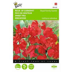 Foto van 2 stuks lathyrus odoratus royal family rood