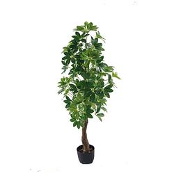 Foto van Schefflera arbolica kunstplant 120cm