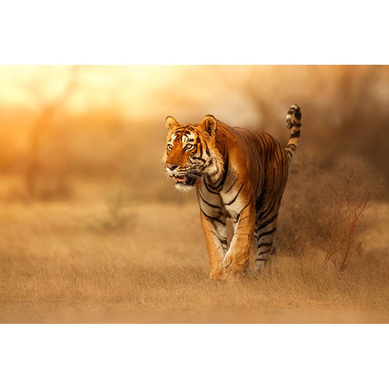 Foto van Inductiebeschermer - tijger - 78x52 cm