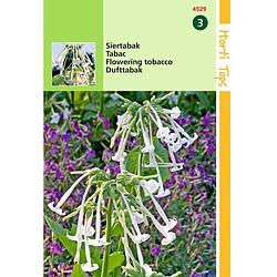 Foto van 2 stuks nicotiana sylvestris wit