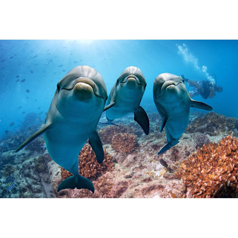 Foto van Spatscherm dolfijnen - 100x50 cm