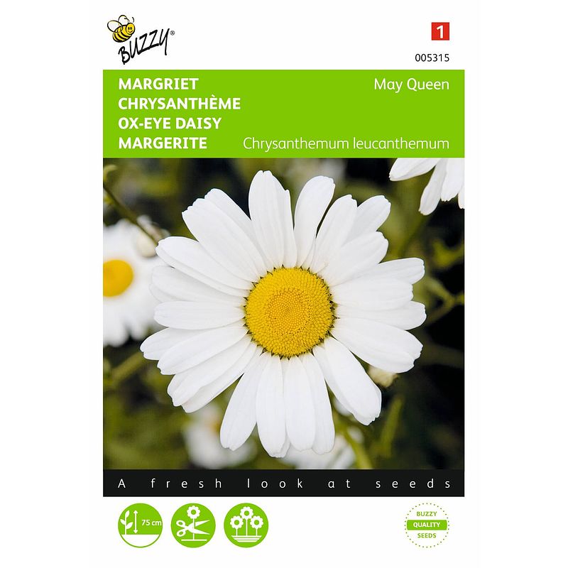 Foto van 2 stuks chrysanthemum leucanthemum may queen