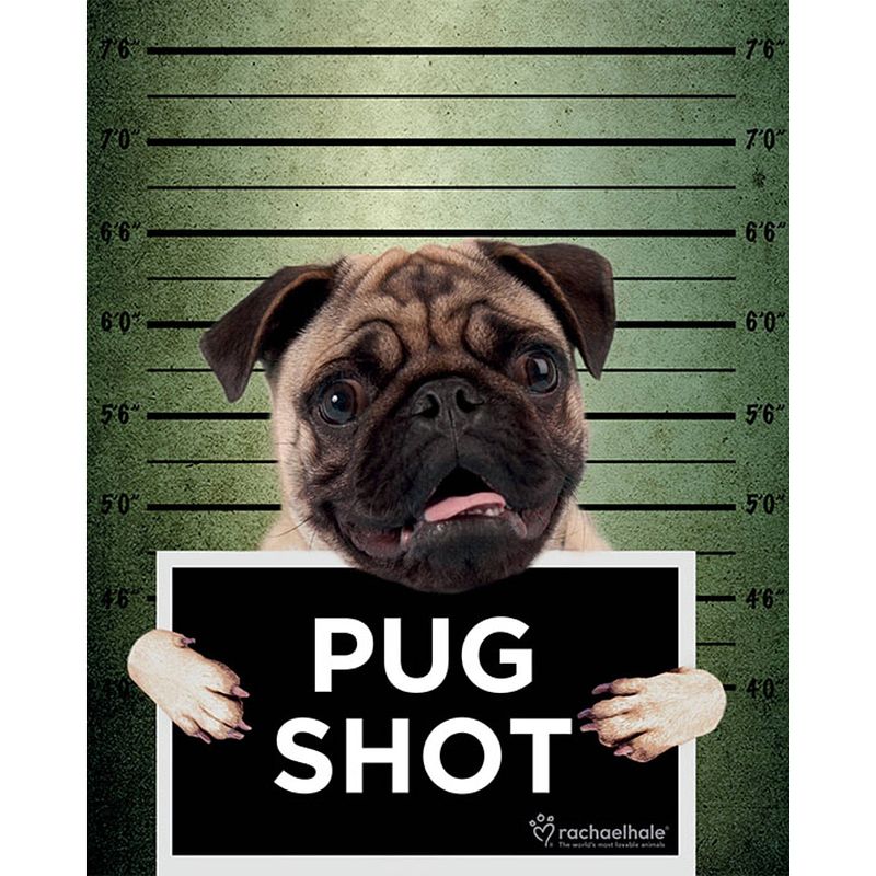 Foto van Pyramid rachael hale pug shot banjo poster 40x50cm