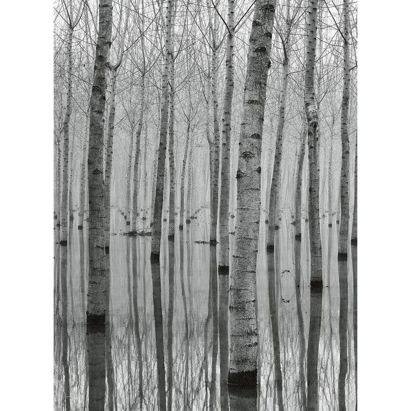 Foto van Wizard+genius birch forest in the water vlies fotobehang 192x260cm 4-banen