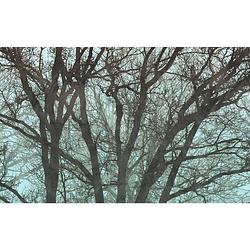 Foto van Fotobehang - whispering woods 400x250cm - vliesbehang