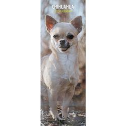Foto van Chihuahua kalender 2023 slimline
