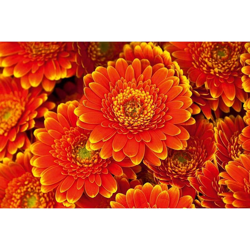 Foto van Dimex gerbera vlies fotobehang 375x250cm 5-banen