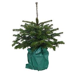 Foto van Warentuin natuurlijk - kerstboom warentuin picea pungens 40 - 60 cm