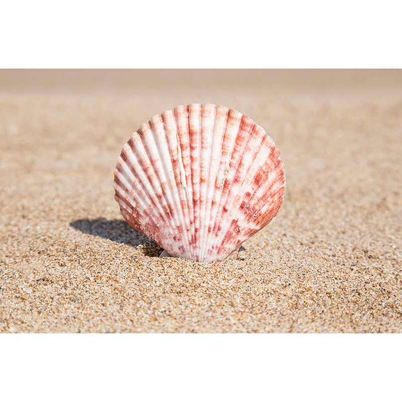 Foto van Inductiebeschermer - seashell - 70x55 cm