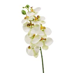Foto van Witte phaleanopsis/vlinderorchidee kunstbloem 70 cm - kunstbloemen boeketten