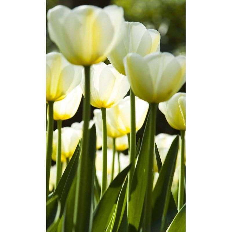 Foto van Dimex white tulips vlies fotobehang 150x250cm 2-banen