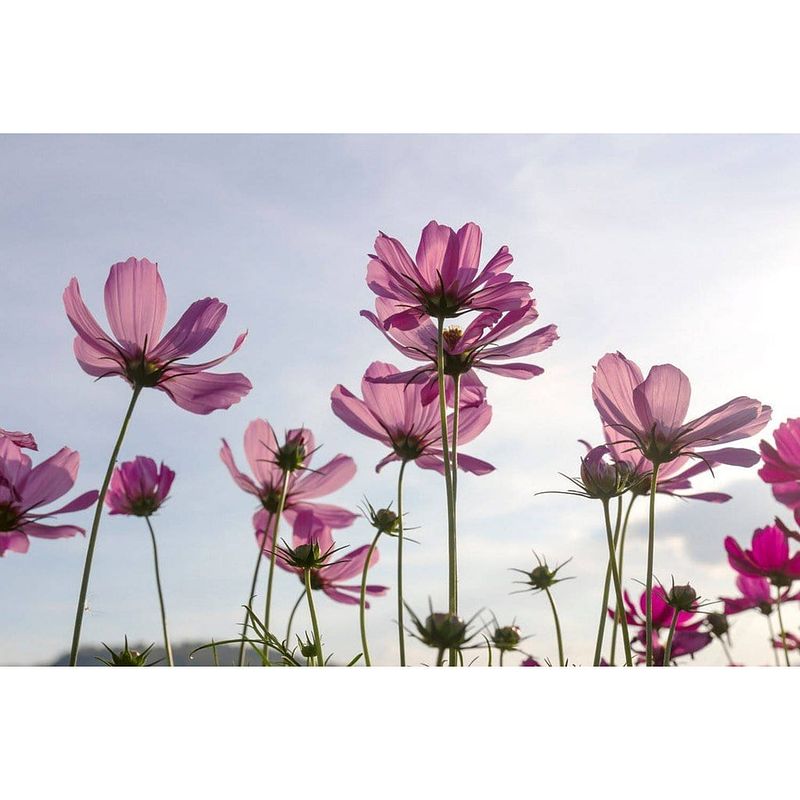 Foto van Dimex cosmos flowers vlies fotobehang 375x250cm 5-banen