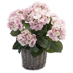 Foto van Kunstplant hortensia roze in rieten mand 45 cm - kunstplanten