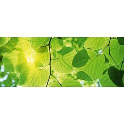 Foto van Dimex green leaves vlies fotobehang 375x150cm 2-delen