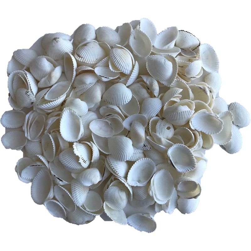 Foto van 3x zakjes decoratie hobby schelpen parelmoer/wit 250 gram - hobbydecoratieobject