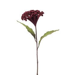 Foto van Celosia spray velvet burgundy 62 cm