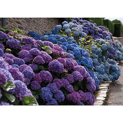 Foto van Tuinschilderij hydrangea lane 70x130cm