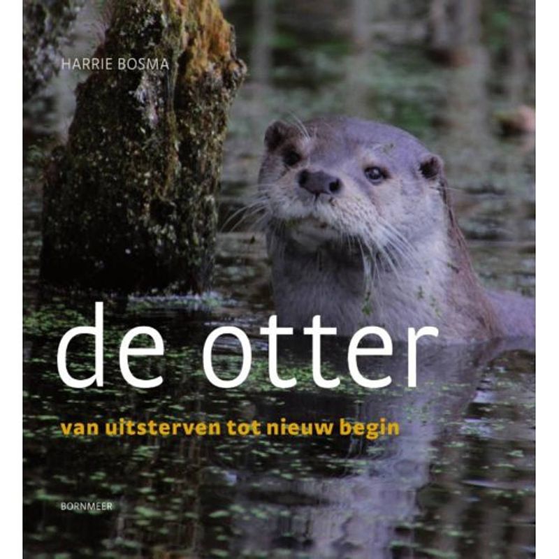 Foto van De otter