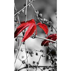 Foto van Dimex red leaves on black vlies fotobehang 150x250cm 2-banen