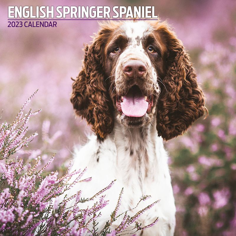 Foto van Engelse springer spaniel kalender 2023