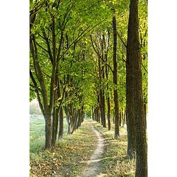 Foto van Tuinschilderij bomen pad 70x130 cm