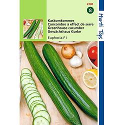 Foto van 2 stuks komkommers confida f1 meeldauwresistent