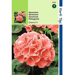 Foto van 2 stuks - hortitops - pelargonium f1 cherie zalm rose