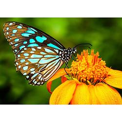 Foto van Spatscherm vlinder - 90x45 cm