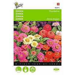 Foto van 2 stuks zinnia elgegans thumbelina gemengd