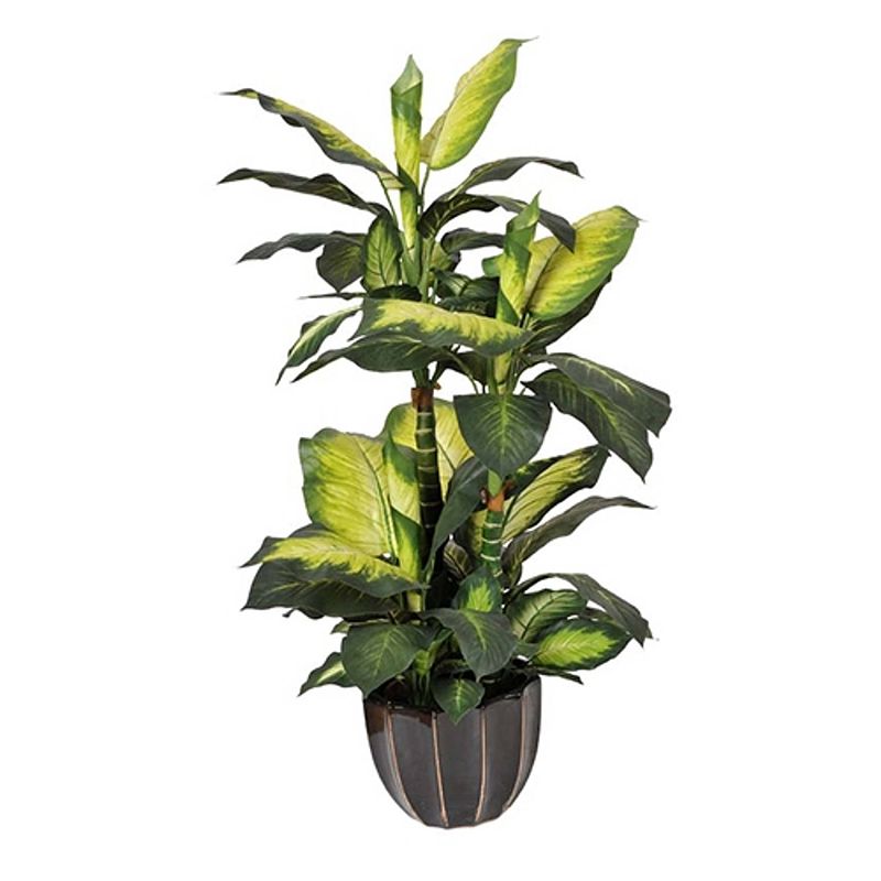 Foto van Dieffenbachia dotied 105 cm