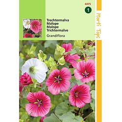 Foto van Hortitops - 2 stuks malope trifida grandiflora gemengd