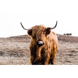 Foto van Inductiebeschermer - highland cow on islay - 82x52 cm