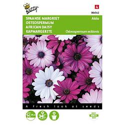 Foto van 5 stuks osteospermum akila mix spaanse margriet tuinplus