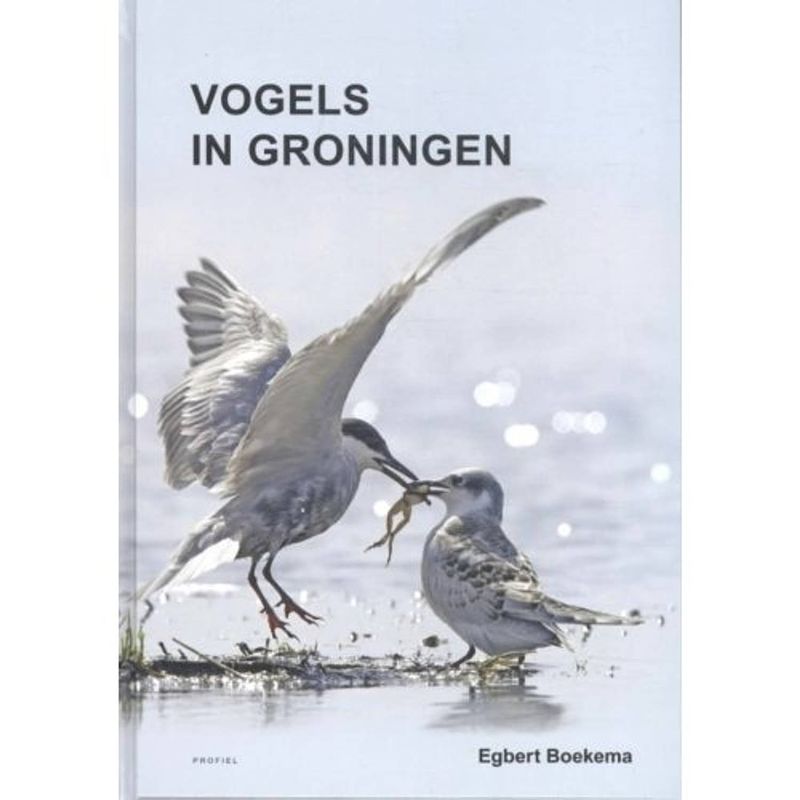 Foto van Vogels in groningen