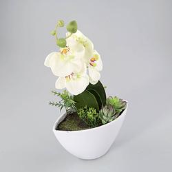Foto van Orchidee in kunststof pot groen l
