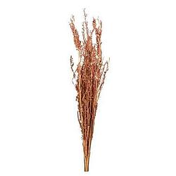 Foto van Droogbloemen alfonso gras - naturel - 100 cm - leen bakker