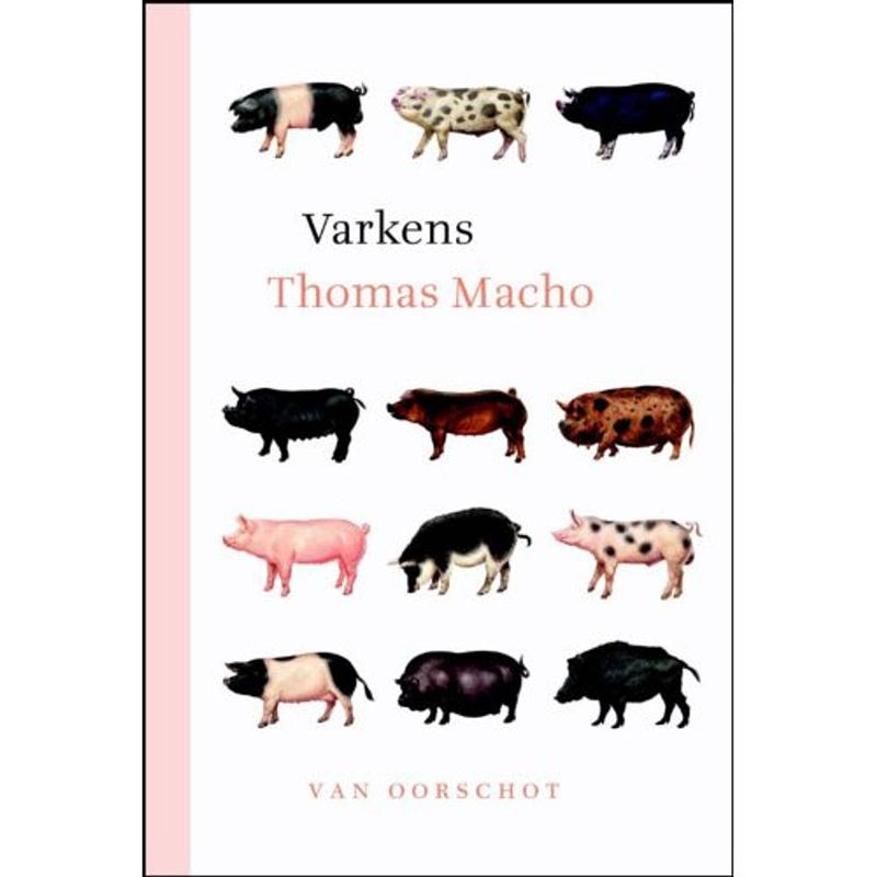 Foto van Varkens