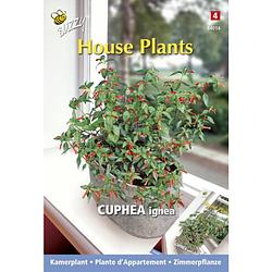 Foto van 3 stuks - buzzy - house plants cuphea luciferplantje