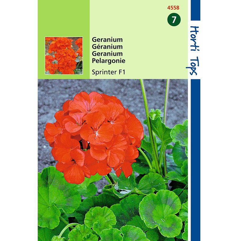 Foto van 2 stuks - hortitops - pelargonium f1 sprinter oranje rood